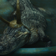 Alligator Loki reclines in a pool, looking majestic in his horns.